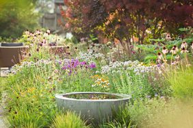 pollinator plants blooming around water feature