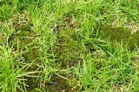 Moss in grass