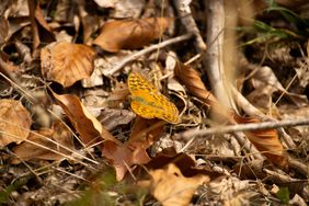 butterfly on dried leaf litter