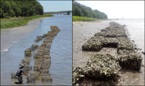 People walking on a riverbank moving repurposed crab traps for oyster reefs