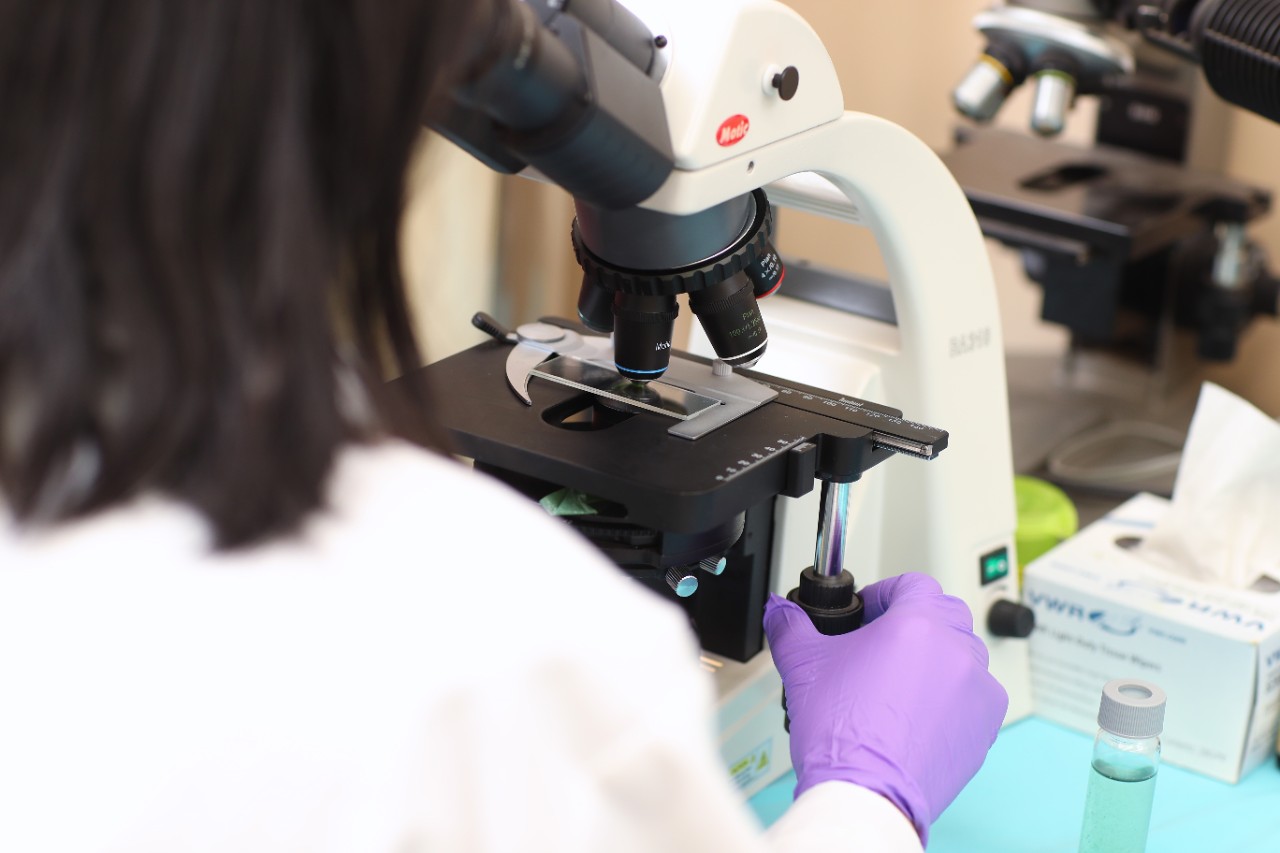 A researcher wearing purple gloves peers through a microscope.