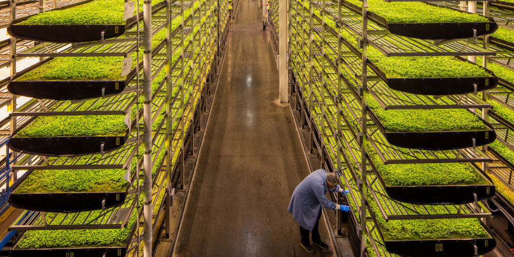 stacks of vegetables growing at aerofarms