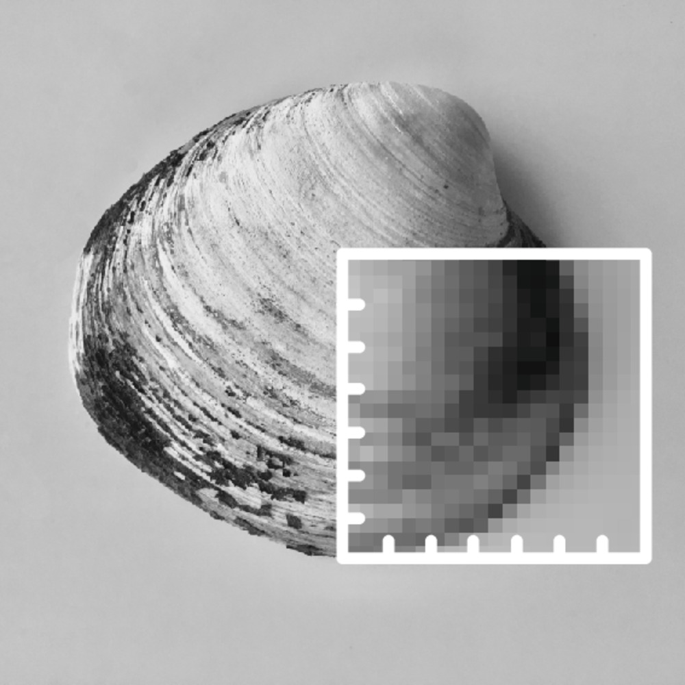 Ocean Quahog (Arctica Islandica) with DiSSCo logo