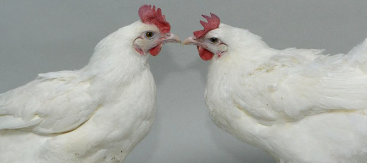 Two white chickens look at each other