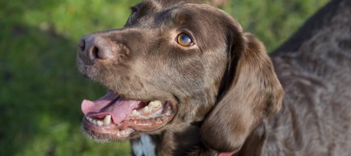 Close up of a brown Springador dog outside with its mouth open