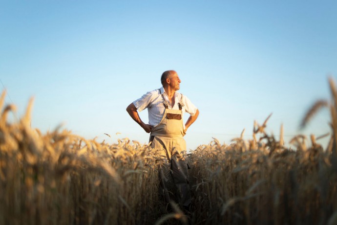 Portrait of senior farmer agronomist in wheat field