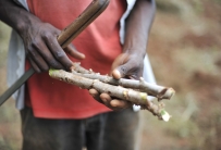 ©FAO/Riccardo Gangale / FAO