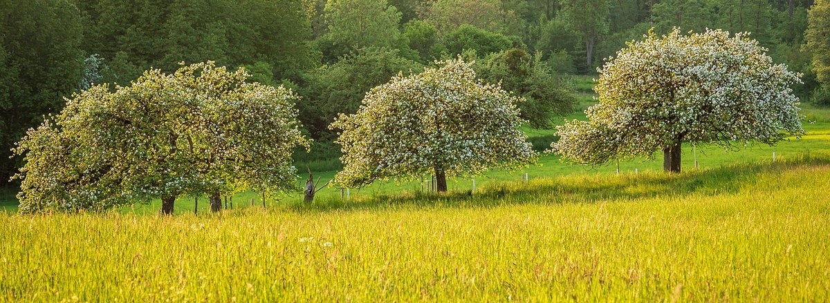 VENTE PUBLIQUE DE LA RECOLTE D'HERBE SUR PIED POUR LA SAISON 2024 SUR DIVERSES PARCELLES COMMUNALES