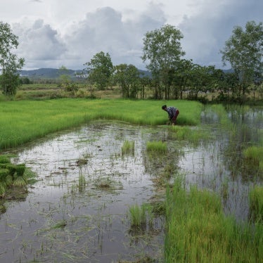 Two women harvesting rice in a rural rice field