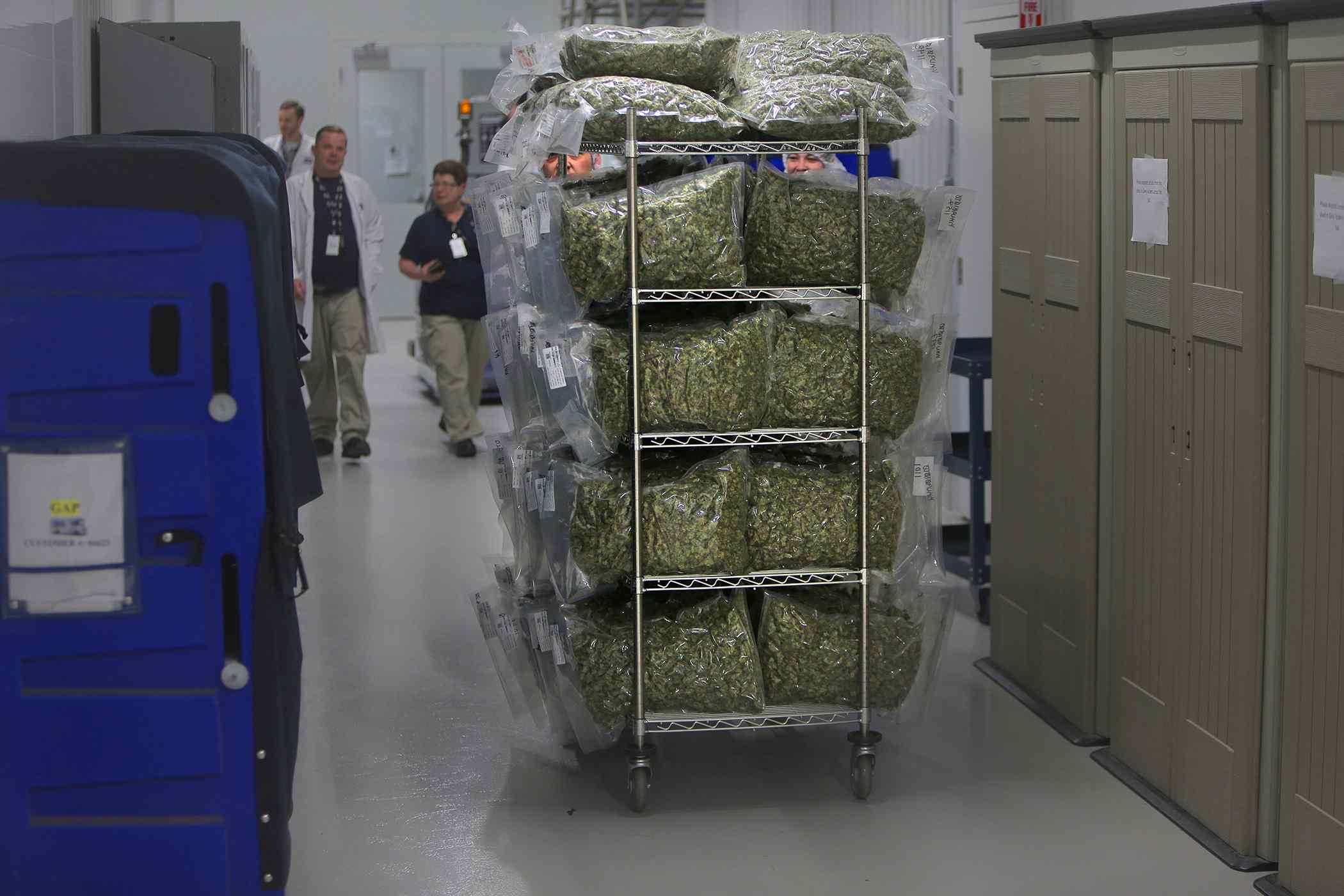 A cart full of bagged marijuana is rolled through the corridors at the Canopy Growth Corporation headquarters in Smiths Falls, Ontario