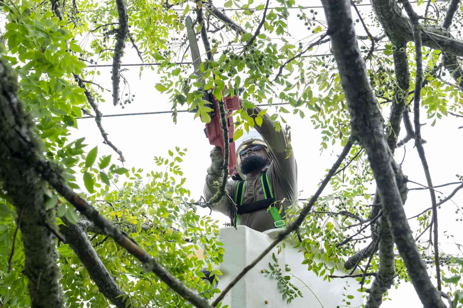 A utility line worker is visible Thursday, July 11, 2024, using a chain saw to clear branches from a power line after a large Chinaberry tree fell from the yard of Wendy Morgan in Galveston, Texas.