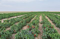 Serbia, field, red bell peppers