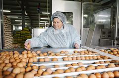 A worker wears a hair net and sanitary clothes covering as the sort and inspect eggs on a production line.