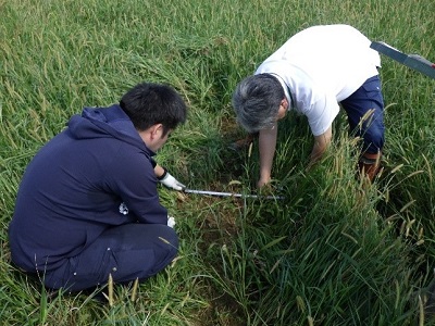 坂井市において、水稲の収量に係る現地調査（福井）