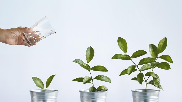 Three small plants getting watered