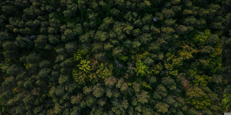 Aerial view of trees