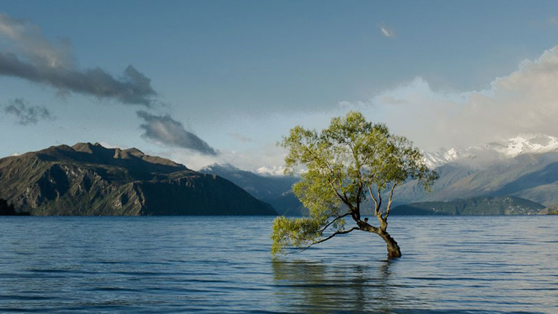 Tree in Lake Wānaka, New Zealand