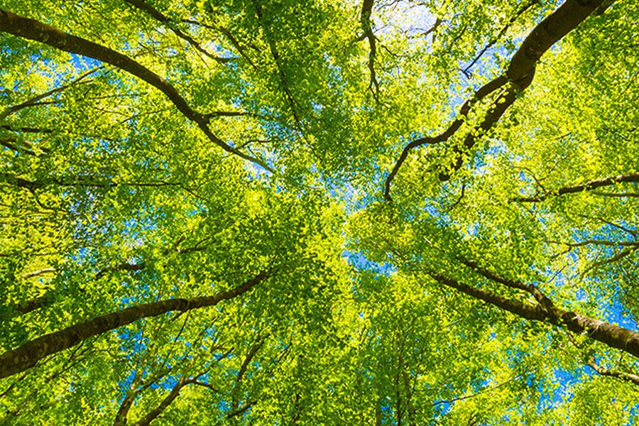 Forest canopy