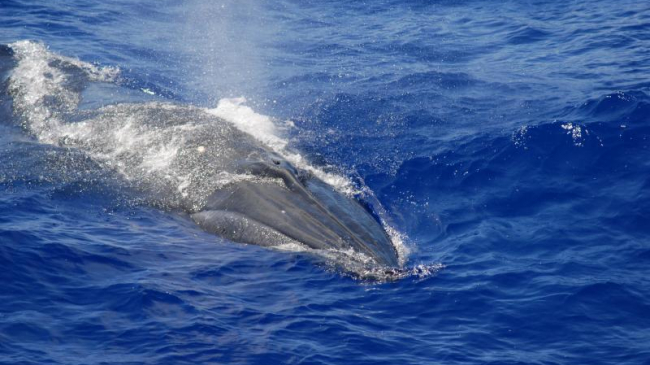 A Bryde’s whale photographed in the Mariana Archipelago.