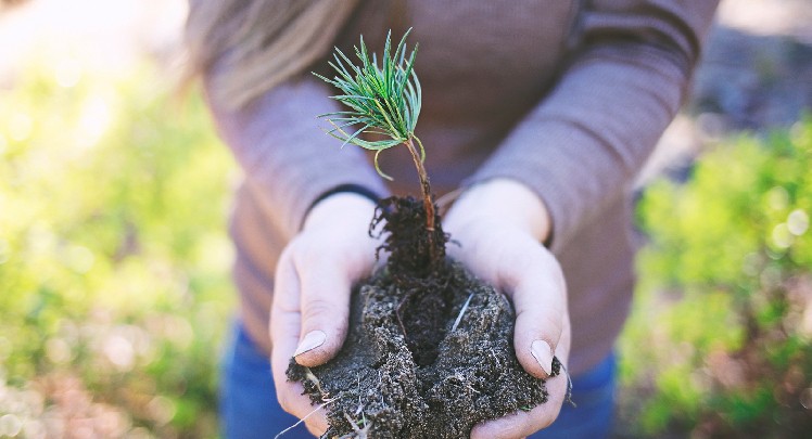 A woman is holding a small tree in her hands.