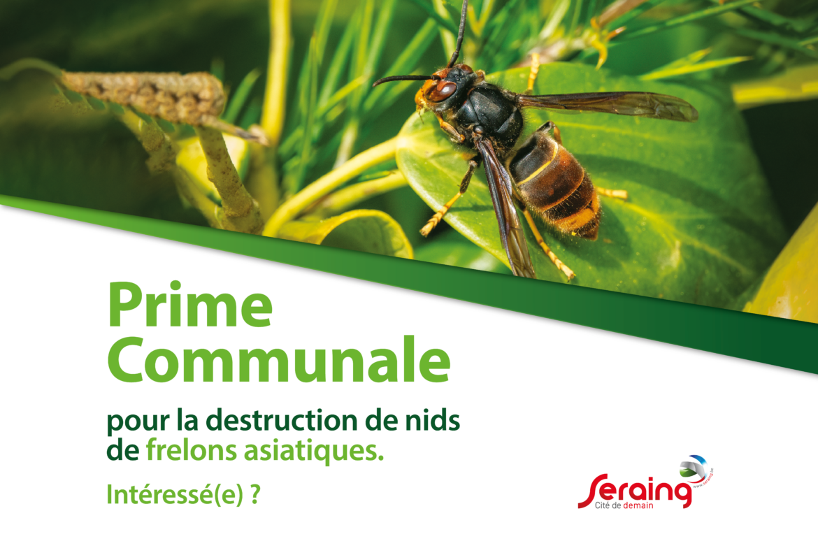 Seraing octroie une prime pour la destruction de nids de frelons asiatiques