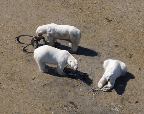 Polar Bears Might Survive Ice Melting By Hunting New Prey