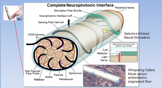 DARPA Funds Neurophotonics Center to Develop Fiber-Optic Link Between Brain and Prosthetics