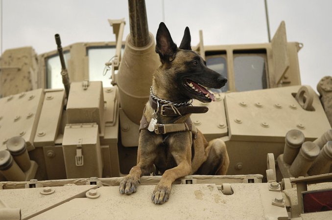 After $19 Billion Spent Over Six Years, Pentagon Realizes the Best Bomb Detector Is a Dog