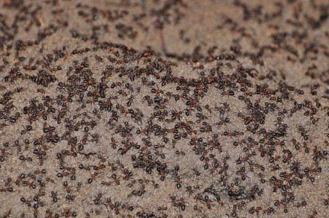 Wood ant colony in Poland