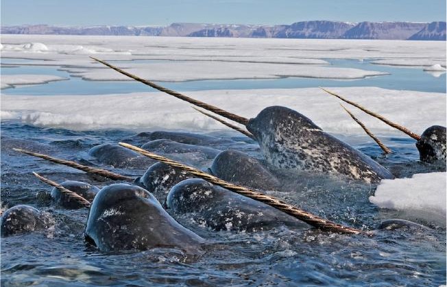 Narwhal tusks are full of illuminating secrets