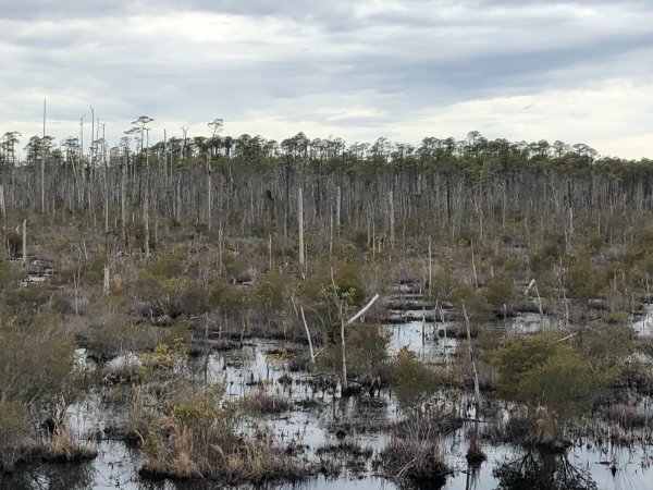 ‘Ghost forests’ are spreading across US coastal regions