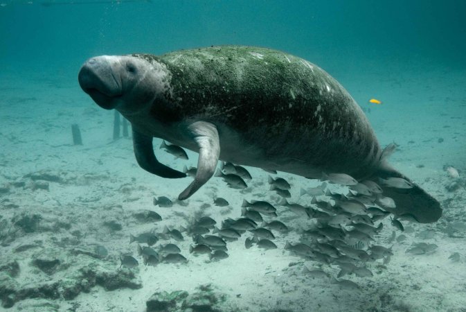 manatee underwater