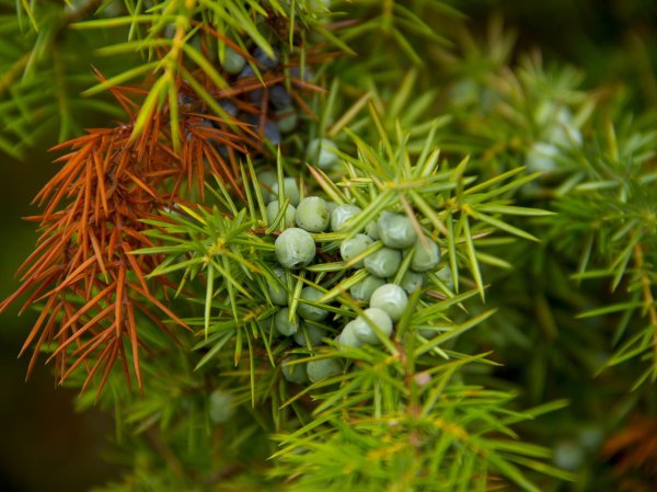 Loud industrial noise hurts neighboring trees