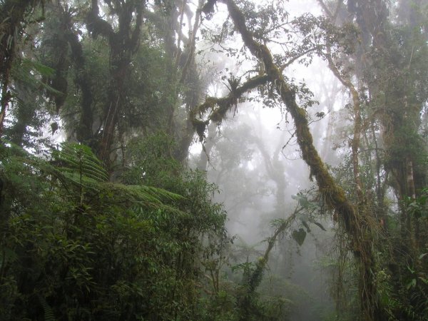 Why forests in the Andes are crucial to fighting climate change