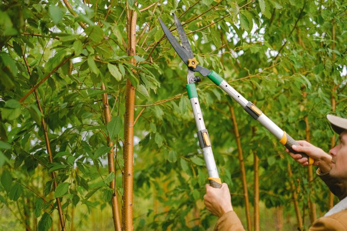 A person wearing a baseball cap and tan jacket holds a pair of green, silver, and yellow pruning shears up to a tree branch, read to cut.