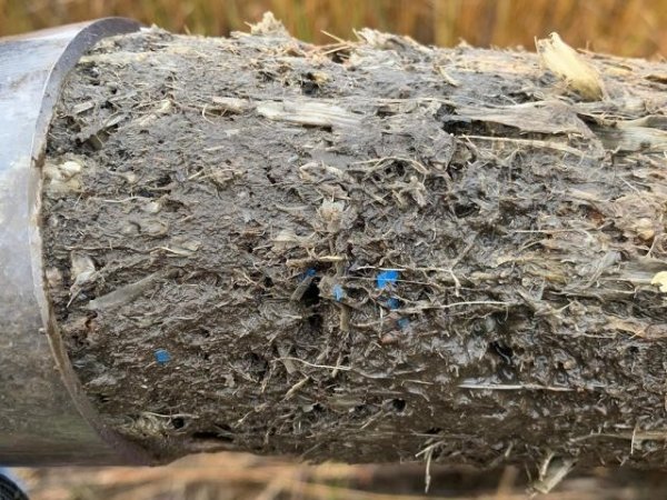 Salt marshes keep score on humanity’s plastic problem