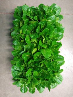 Transgenic Romaine lettuce