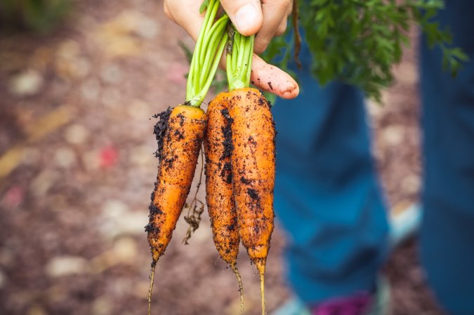 Farmer holding freshly harvested carrots.