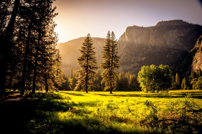 Forest with mountain and sunset in background.