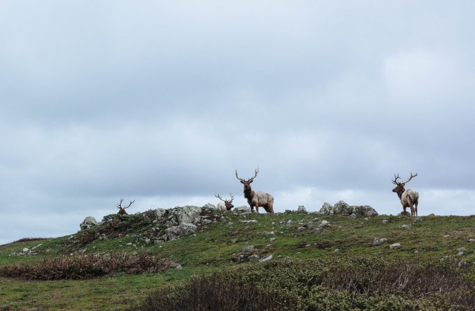 Caribou peeking over horizon