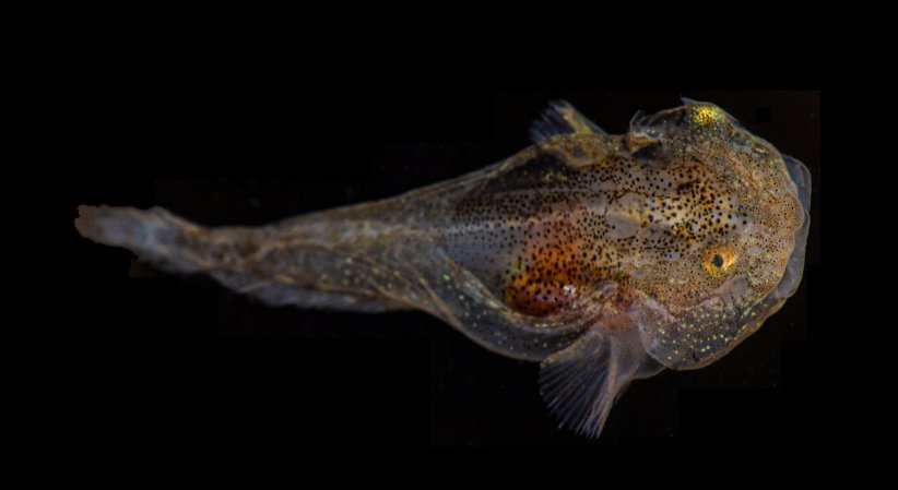 a semi-translucent fish with a tadpole-shaped body and small flecks of red and yellow