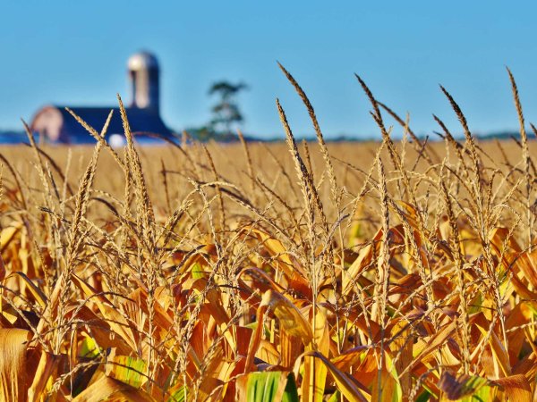 A field of corn with farmhouse in the distance