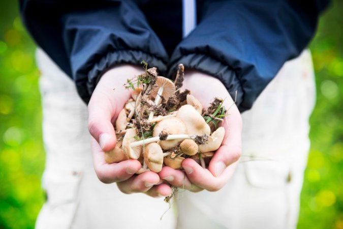 Our long childhoods could be linked to food-gathering skills