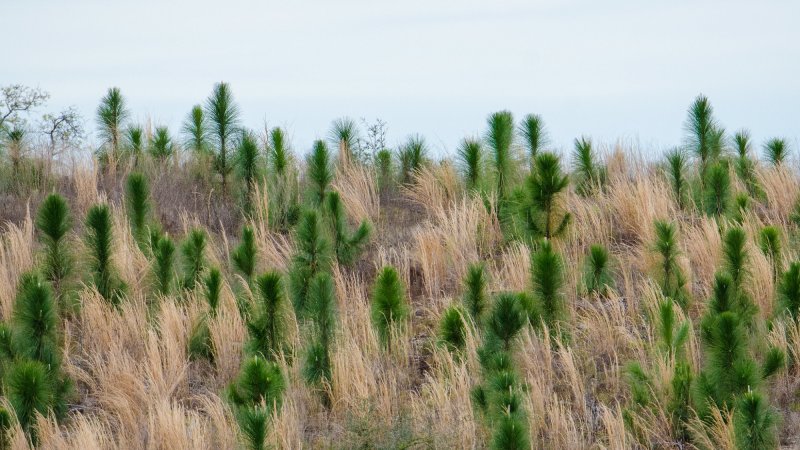 Young longleaf pines growing healthily in a burnt landscape