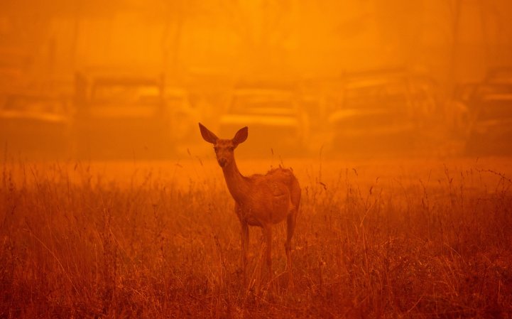 Deer and other animals in wildfire smoke during California Dixie fire in 2021