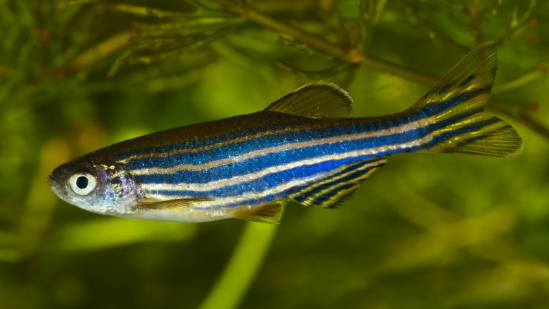 Zebrafish