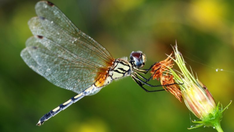 Dragonfly resting on flower