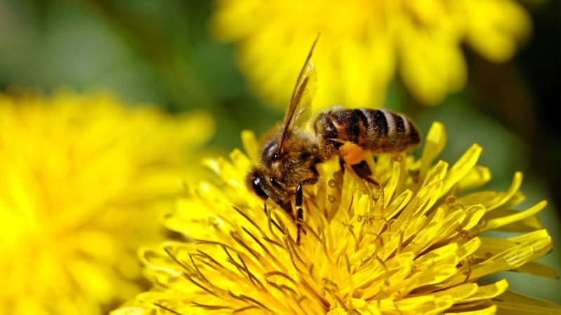 bee on dandelion