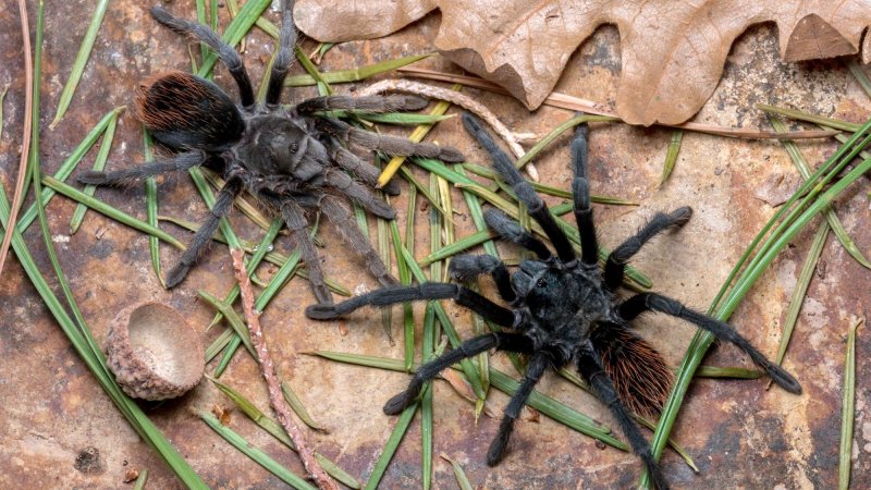 A male and a female Aphonopelma jacobii. Their small size can be seen when compared to the acorn cap, pine needles, and oak leaf.