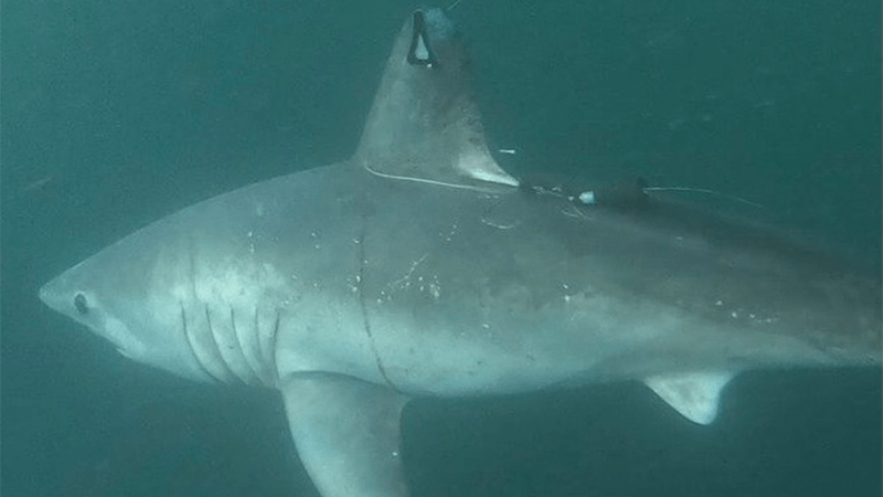 a pregnant porbeagle shark swims under water with two tags. one is on her dorsal fin and the other is on her back